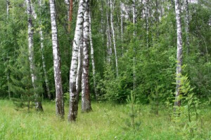 Fototapete Andere Schönheit, Holz, Hintergrund, Natur, im Freien