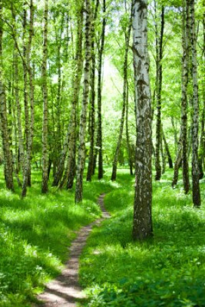 Fototapete Andere Holz, Hintergrund, Natur, im Freien, Sommer