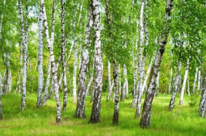 Fototapete Birke Menschen, Holz, Hintergrund, Natur, im Freien