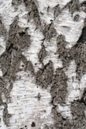Fototapete Andere Textur, Natur, flora, Birke, Wald