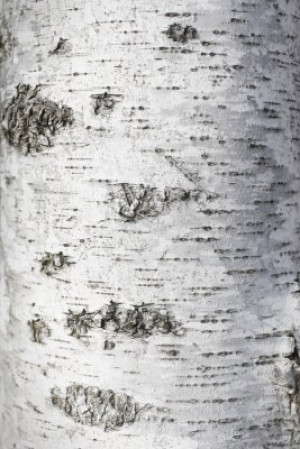 Fototapete Andere Großansicht, Holz, Textur, Hintergrund, abstrakt