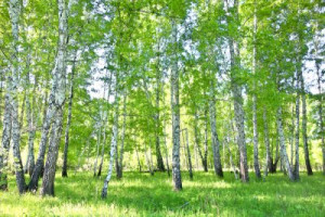 Fototapete Schönheit, Holz, Natur, im Freien, Sommer