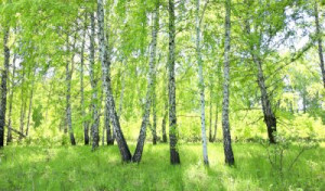 Fototapete Birke Natur, im Freien, Sommer, grün, Birke