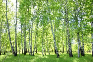 Fototapete Schönheit, Holz, Natur, im Freien, Sommer