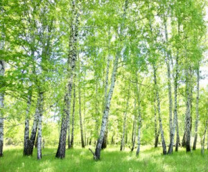 Fototapete Andere Schönheit, Holz, Natur, Sommer, weiß