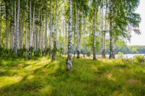 Fototapete Wald Birke, Fluss, Wald, Hain, Sommer