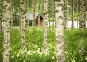 Fototapete red, Birke, Wald, Urlaub, See