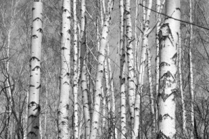 Fototapete Andere schwarz, Schönheit, Holz, Hintergrund, Muster