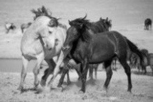 Fototapete Andere Pferd, Tier, Natur, wilde, Säugetier