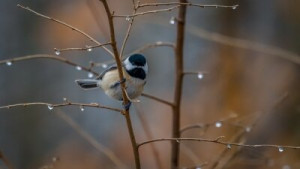 Fototapete Andere Vogel, Meise, Natur, Tierwelt, Tier