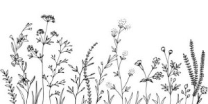 Fototapete Andere art, Hintergrund, schwarz, blühen, Blüte