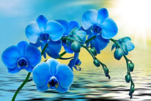 Fototapete Orchidee Schönheit, Hintergrund, Weltraum, Natur, flora