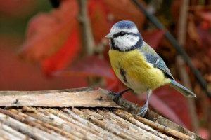 Fototapete Farbe, Garten, Herbst, farbige, Futter