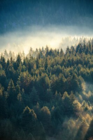 Fototapete ansehen, Holz, Hintergrund, Natur, weiß