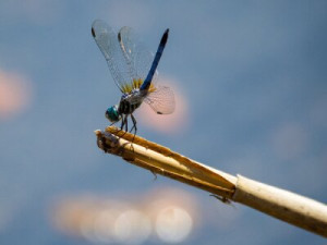 Fototapete Andere Libelle, blau, odonata, anisoptera, Skimmer