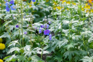 Fototapete Andere selektiven Fokus, blau, Anlage, Garten, leuchtend
