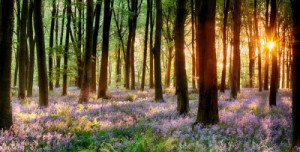 Fototapete Andere Wald, Frühling, Paradies, Schönheit, natürlichen