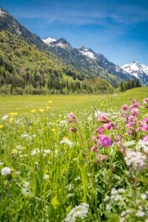 Fototapete Natur, Stimmung, isoliert, grün, Wanderung