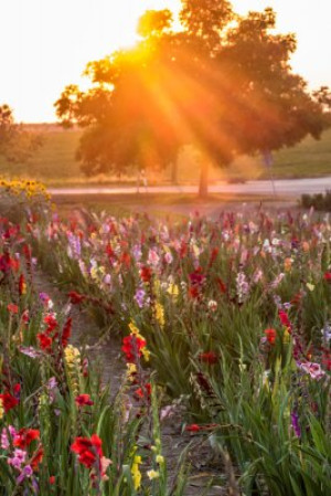 Fototapete Andere Blume, gladiola, Feld, Anlage, Baum