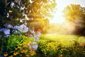 Fototapete Park Hintergrund, Natur, Sommer, schön, Wald
