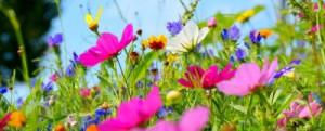 Fototapete Andere Blume, lea, Sommer, Sommerblumen, Frühling