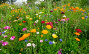 Fototapete Andere Feld, Blume, Sommer, Natur, Papaver