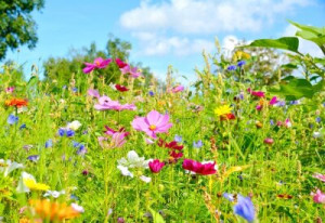 Fototapete Andere Blume, lea, Sommer, Sommerblumen, Frühling