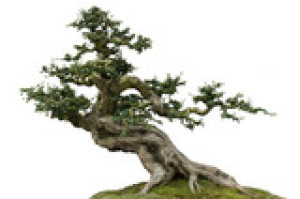Fototapete Andere Baum, Anlage, grün, Bonsai, Asien