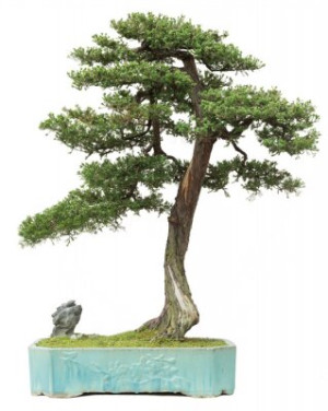 Fototapete Andere Baum, Bonsai, japanisch, art, Asien