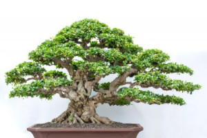 Fototapete Andere Baum, Bonsai, isoliert, Anlage, grün