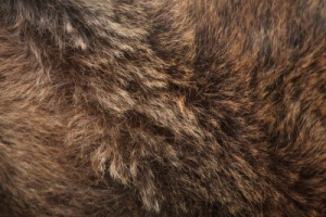 Fototapete Andere Textur, Hintergrund, braun, Natur, Fauna