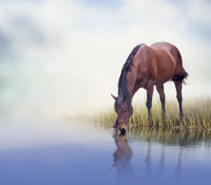Fototapete Andere braun, Fauna, Pferd, Tier, Wasser