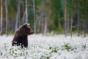 Fototapete braun, Natur, Fauna, Tier, Tierwelt