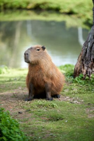 Fototapete Andere braun, capybara, See, zoo, Tier