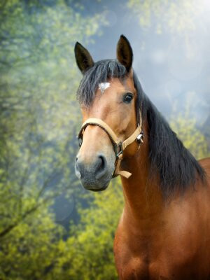 Fototapete schwarz, Schönheit, elegant, ansehen, braun
