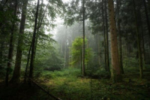Fototapete Andere Hintergrund, Natur, grün, Blatt, Leben