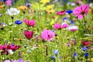 Fototapete Andere Hintergrund, Natur, Sommer, glücklich, natürlichen