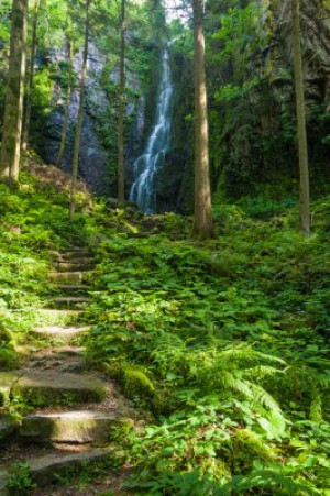 Fototapete Andere Natur, Wasser, reisen, Wald, Bach