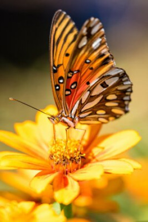 Fototapete Andere Schönheit, Schmetterling, Blume, Garten, Insekt