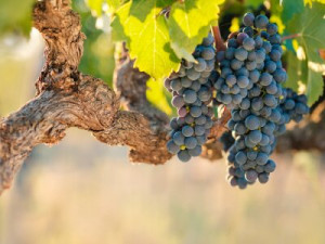 Fototapete Andere Trauben, Weingut, Wein, Weinstock, Landwirtschaft