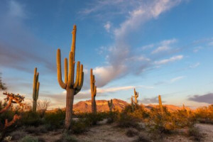 Fototapete Andere Kaktus, Wüste, saguaro, arizona, Landschaft
