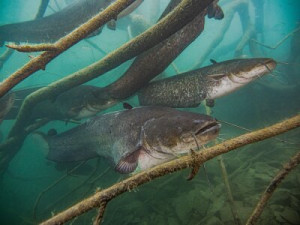 Fototapete Andere Fisch, Wasser, Unterwasser, Tier, Meer