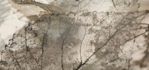 Fototapete Andere Herbst, Hintergrund, Blatt, Textur, transparent