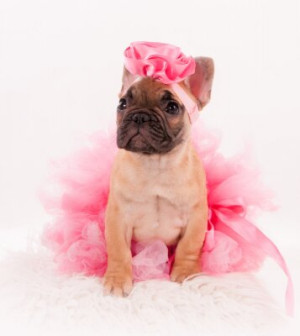 Fototapete junge, Tier, Tutu, Studio, Porträt