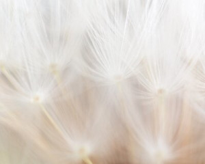 Fototapete Andere Detail, Anlage, Hintergrund, Licht, Blume