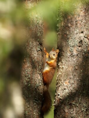 Fototapete Andere Eichhörnchen, Baum, Park, junge, isoliert