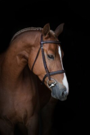 Fototapete Andere Pferd, Tier, Leiter, Porträt, braun
