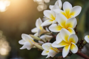 Fototapete Andere Frangipani, Blütenblätter, Großansicht, im Freien, T