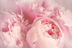 Fototapete Andere Blume, Hintergrund, Großansicht, weich, Delikatesse
