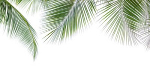 Fototapete Andere Kokosnuss, Blatt, palm, tropischen, Sommer
